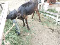 Vaca, Ganado vacuno — foto 6