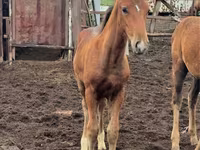 Madyan, Thoroughbred horse — foto 3