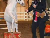Stute, Miniature horse — Foto 5