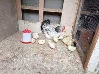 Chickens — foto 1
