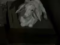 Koza, Saanen goat — foto 5