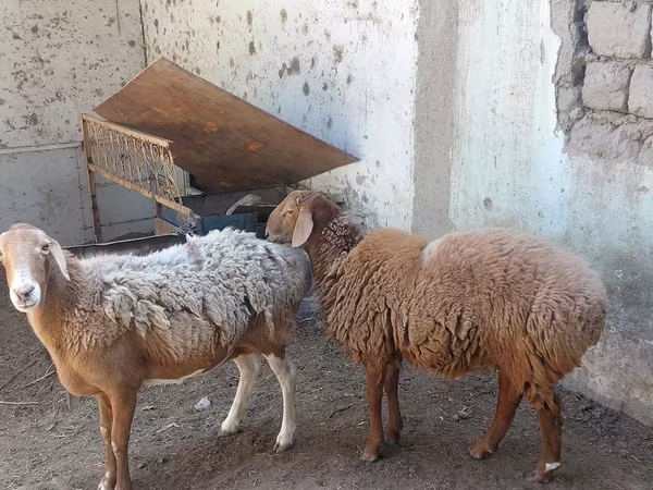 Owca, Owce
