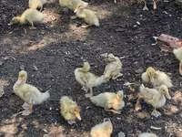 Ducks — photo 1