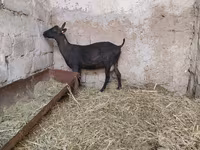 Koza, Murcia-Granada goats — foto 6