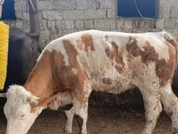 İnək, Simmental cattle