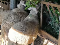 Ram, Baerchuke sheep — photo 3