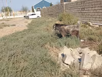 Keçi, Damask goat — foto 2