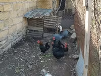 Chickens — foto 2