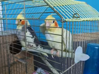 2 erkek 2 dişi ördək.4 bala, balanın 3 ü erkek 1i,dişi.toplam 100azn — foto 3