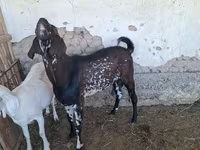 Keçi, Beetal goats — foto 3