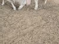 山羊（批次，未指定性别）, Goats — 照片 4