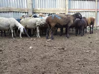 Qoç, Qoyunlar — foto 3