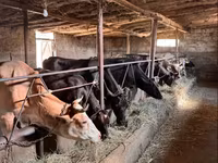 गाय, मवेशी — फ़ोटो 1