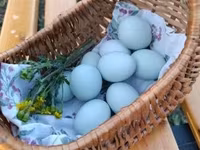 Chickens — الصورة 4