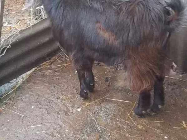Goat, Nubian Goat