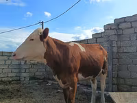 母牛, Simmental cattle — 照片 7