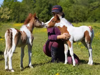 Caballo, American shetland pony — foto 1