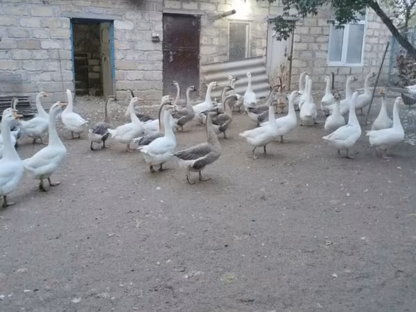 Geese — Azərbaycan
