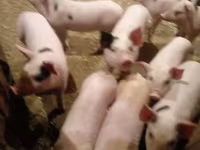 Säue, Schweine — Foto 4