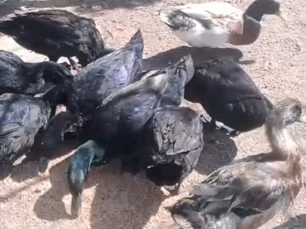 Ducks — Azərbaycan