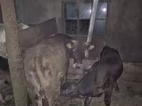 母牛, Cattle — 照片 3
