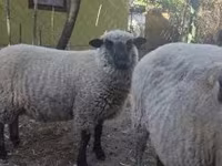 Qoʻchqor, Shroshire sheep — 2-rasm