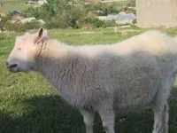 Goat, Russian White goat — photo 5