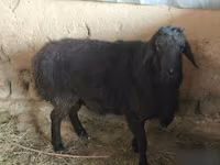 Widder, Hissar sheep — Foto 2