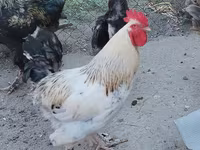 Chickens — foto 1