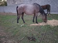 Madyan, Atlar — foto 4
