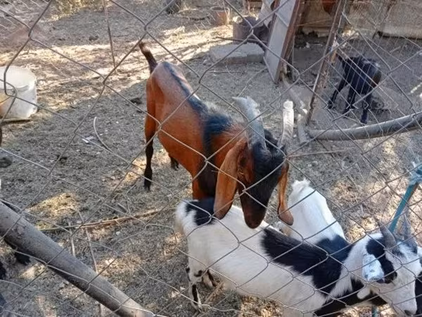Kozioł, Nubian Goat