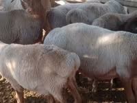 मेढ़ा, Arashan sheep — फ़ोटो 5