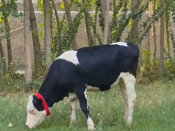 Buğa, Holştin irqi