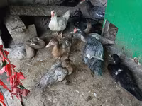 Ducks — Foto 2