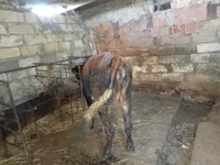 Satışda: mal-qaranın saxlanması üçün tövlə və yemləmə avadanlıqları — foto 5
