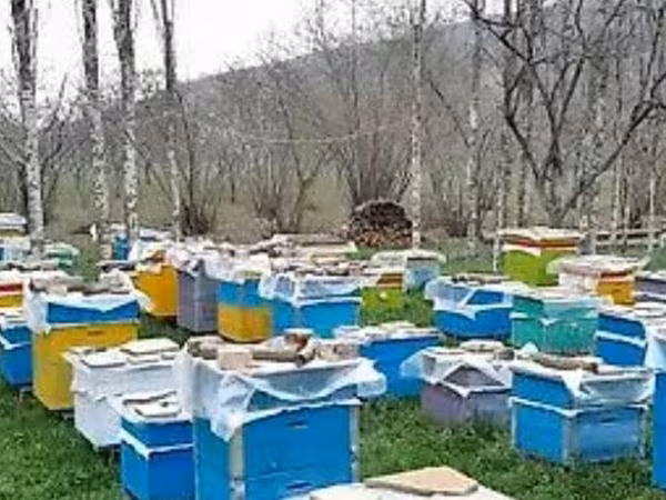 Arıçılıq üçün tam avadanlıq dəsti – çoxsaylı rəngli taxta arı
