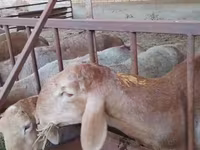 Qoç, Arashan sheep — foto 2