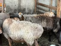 Qoç, Arashan sheep — foto 8