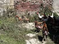 Chickens — photo 5