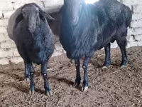 Widder, Edilbay sheep — Foto 5