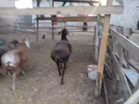 Qoyun, Arashan sheep — foto 3
