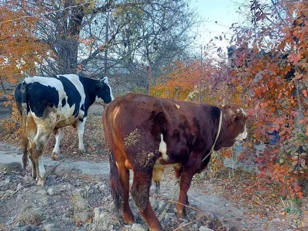 Cattle (batch, sex not specified), Simmental cattle