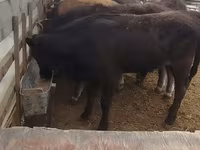 Toro, Ganado vacuno — foto 1