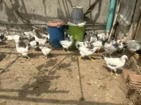 Chickens — foto 2