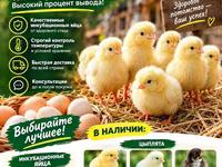 Chickens — الصورة 1