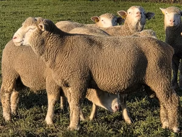 Qoç, Ile-de-France sheep