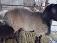Carneiro, Blackheaded Persian sheep — foto 2