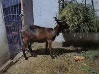 Goat, Murcia-Granada goats — photo 2