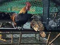 Chickens — foto 2