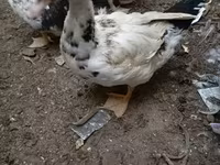 Ev Muskovisi — foto 4